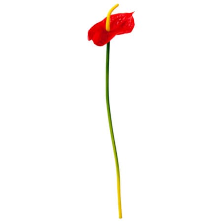 Anthurium rouge sur tige 25
