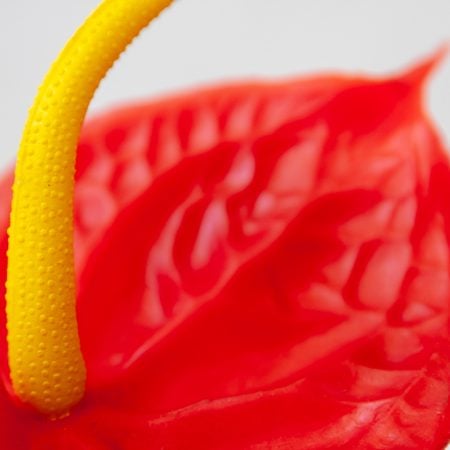 Red Anthurium Stem - Décors Véronneau