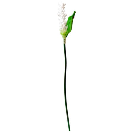 White Heliconia Stem With Greenery