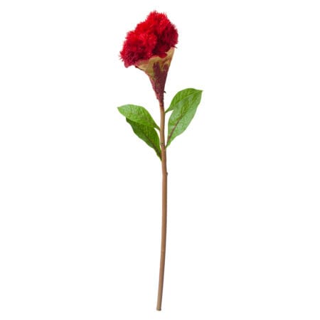 Crête de coq rouge sur tige 22