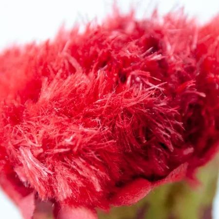 Red Cockscomb, 23
