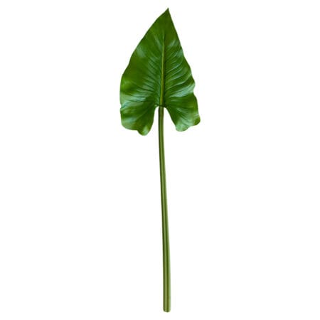 Feuille de calla sur tige 30