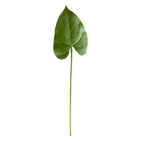 Feuille d'anthurium sur tige 17