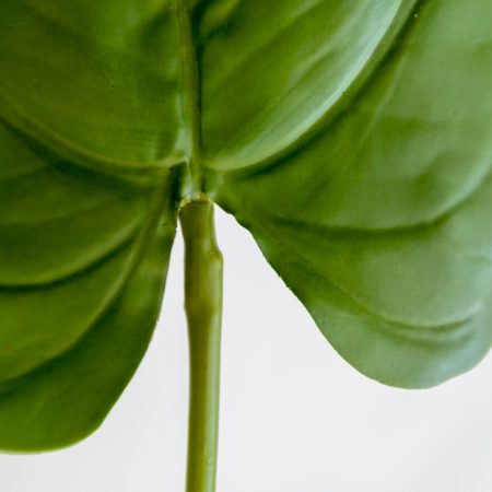 Feuille d'anthurium sur tige 17
