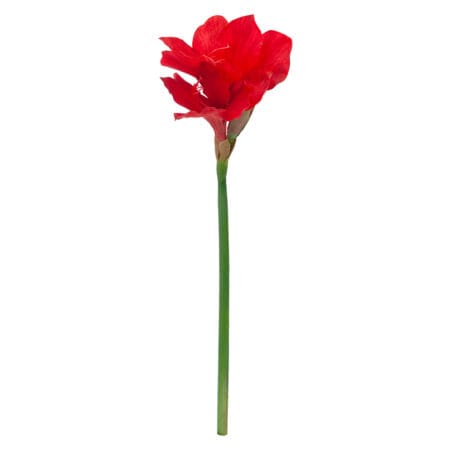 Amaryllis rouge sur tige, 27