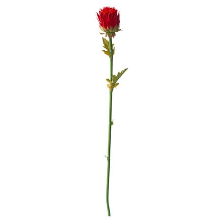 Fleur d'artichaud rouge sur tige, 33