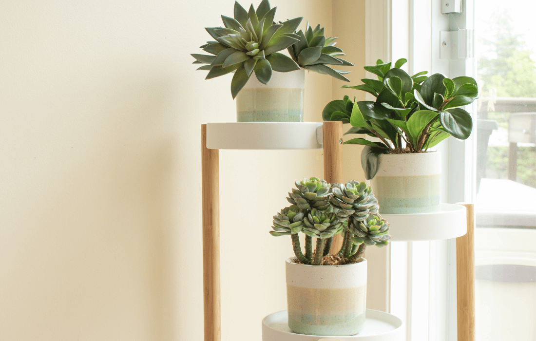 Plantes grasses en pot sur une tablette - Décors Véronneau