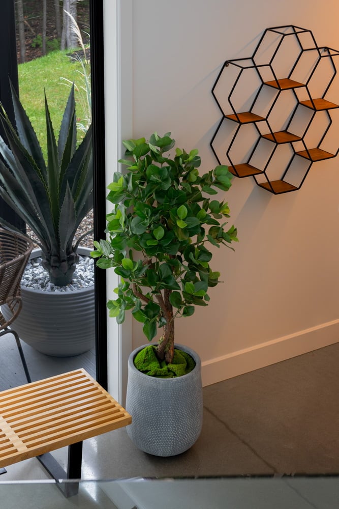 Clusia en pot dans un joli hall d'entrée - Décors Véronneau