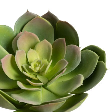 Two-Tone Echeveria, 9