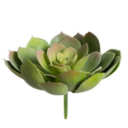Echeveria deux tons - Décors Véronneau