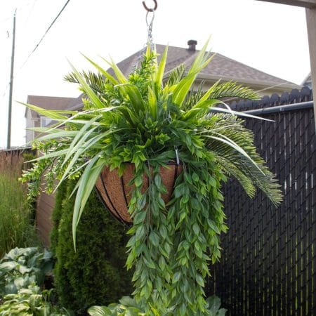Outdoor hanging plant of cycas and grass, 32 x 26