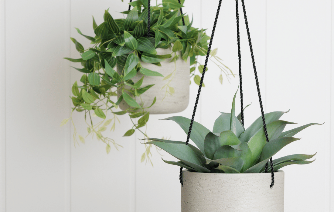 Plantes suspendues dans des pots - Décors Véronneau