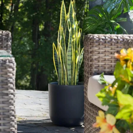 Plante artificielle extérieure, sansevière, 36