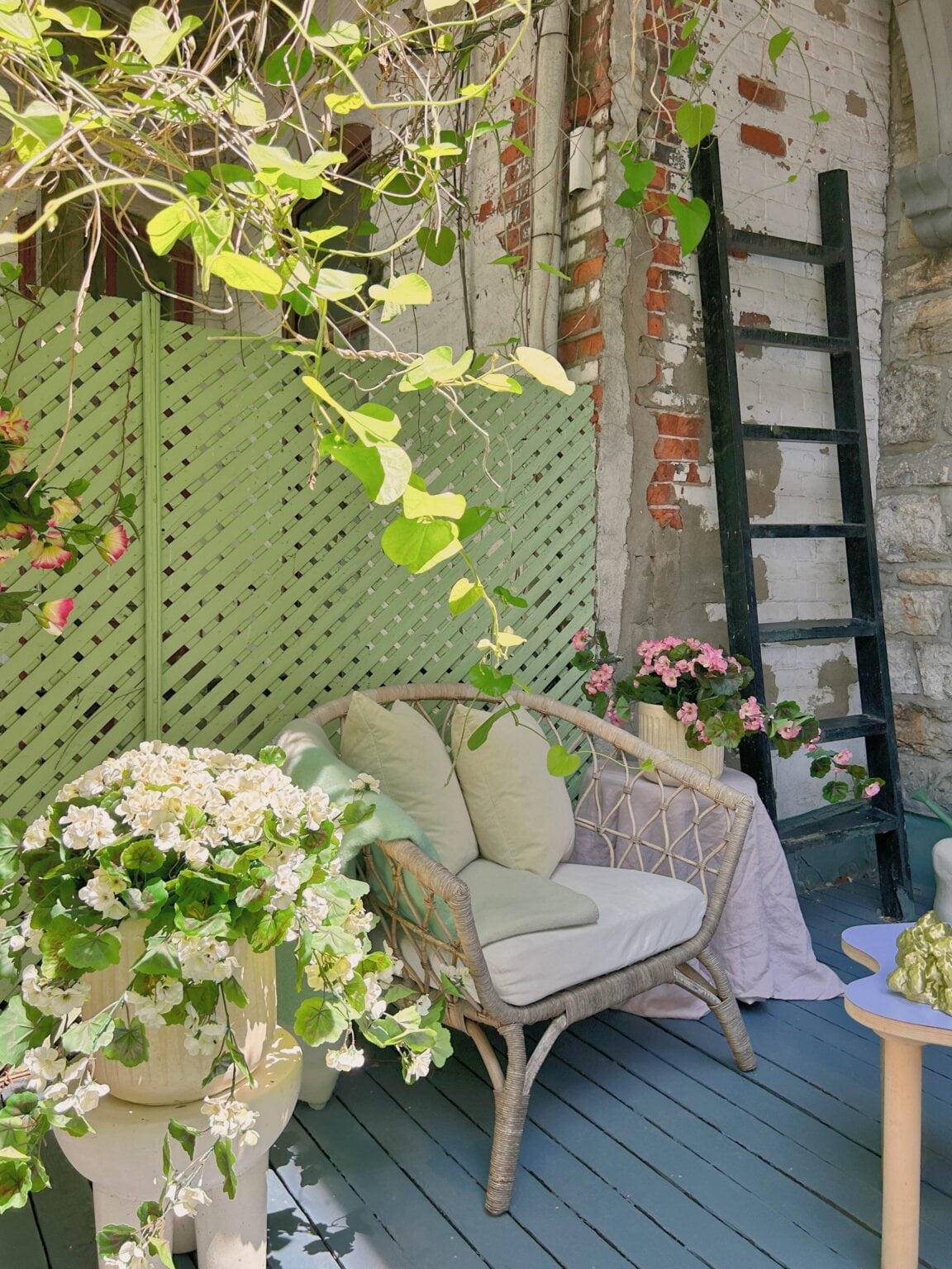 Géranium blanc en pot - Décors Véronneau