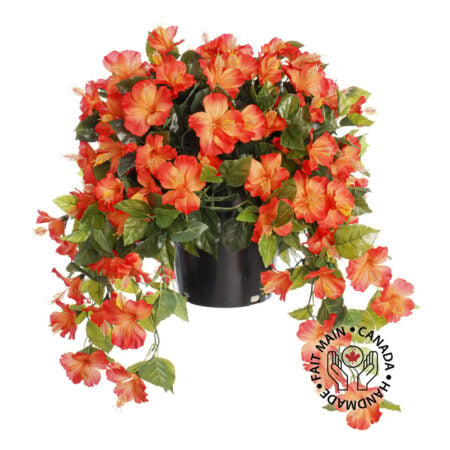 Hibiscus orange en pot de culture noir, 28 x 20