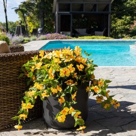 Hibiscus jaune en pot de culture noir, 28 x 20