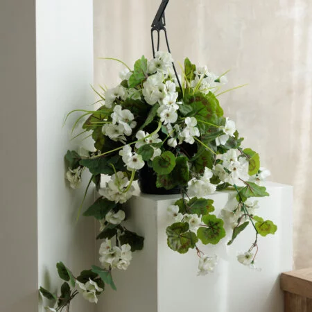 Outdoor hanging planter of white geranium, 18 x 16
