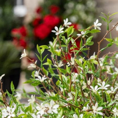 Artificial white wild starflower, 20'' - Décors Véronneau