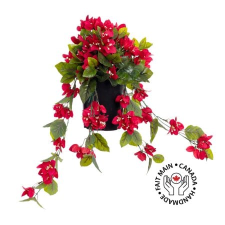 Bougainvillea in a black plastic planter, 22 x 12