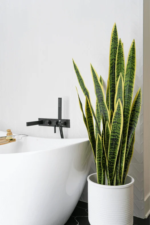 Sansevière dans une salle de bain - Décors Véronneau