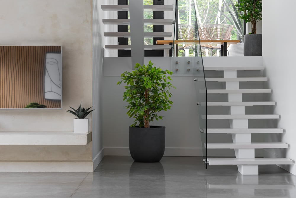 Ficus en pot sous des escaliers en - Décors Véronneau
