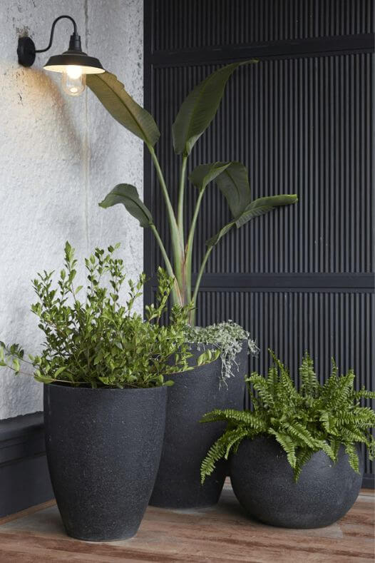 Fougère et oiseau du paradis en pot noir - Décors Véronneau