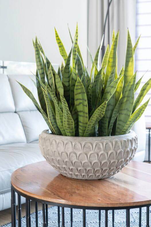 Sansevière en pot - Décors Véronneau
