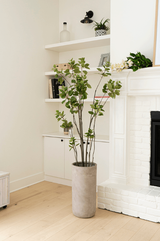 Arbre intérieur eucalyptus smoke tree - Décors Véronneau