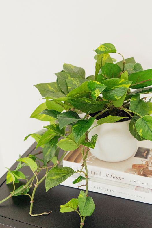 Pothos retombant - Décors Véronneau