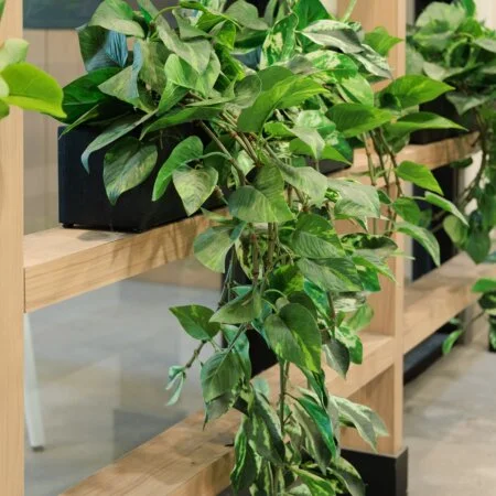 Artificial marble hanging pothos foliage, 48