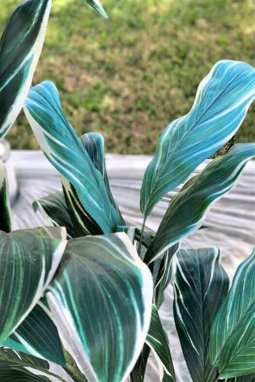 Plante décolorée - Décors Véronneau