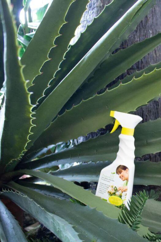 Protecteur UV avec agave artificiel extérieur - Décors Véronneau