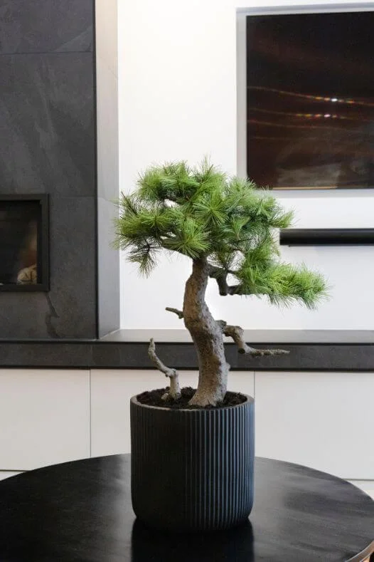 Top 5 Bonsai Tree Home Decor Ideas - Dcors Vronneau