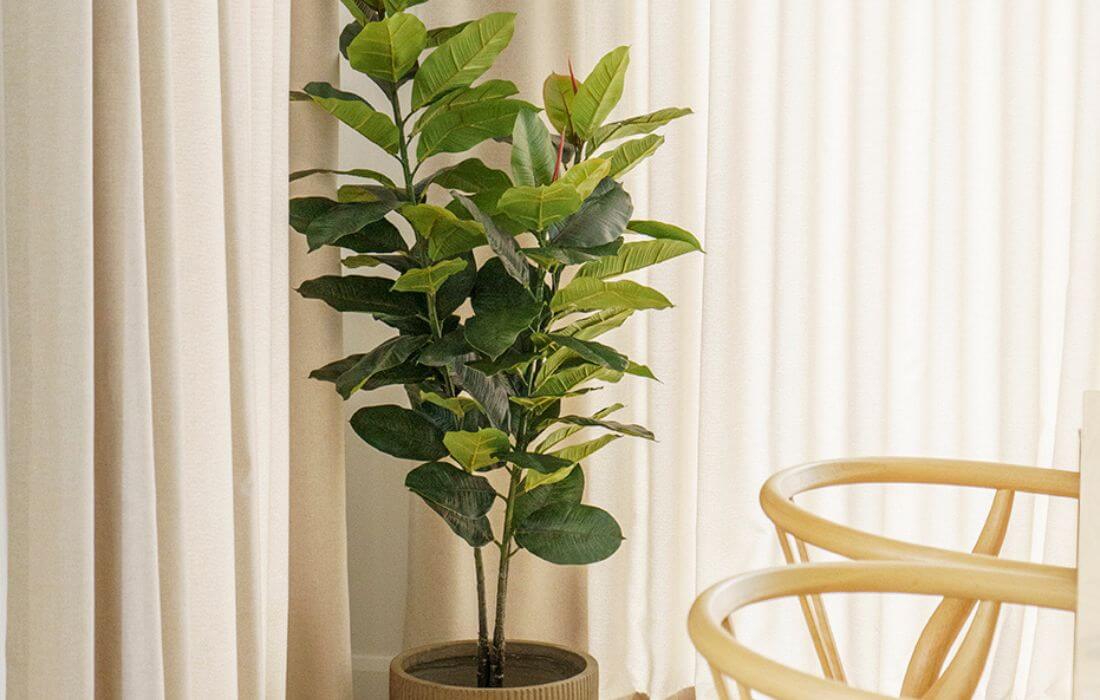 Ficus elastica dans une salle à manger - Décors Véronneau