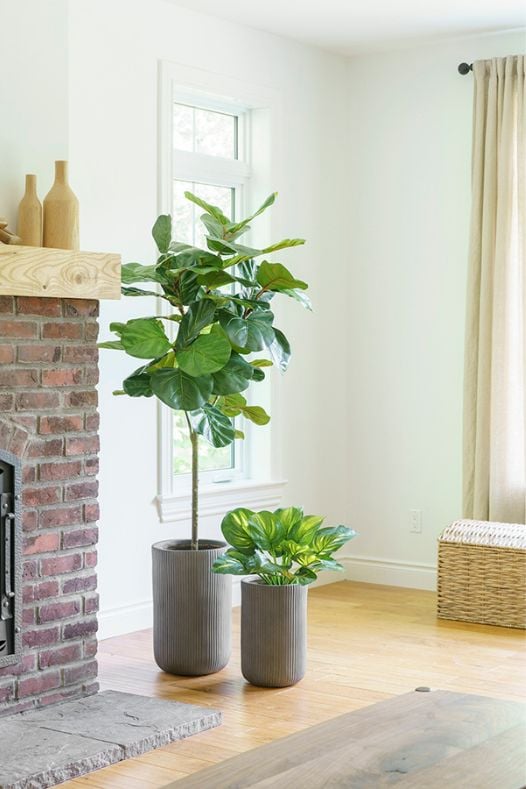Ficus lyrata dans un salon avec hosta - Décors Véronneau