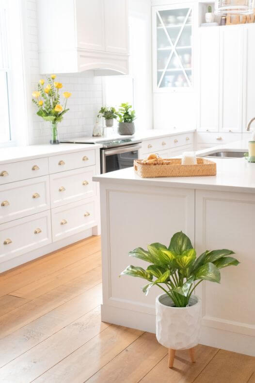 Plante verte et jaune hosta dans une cuisine - Décors Véronneau