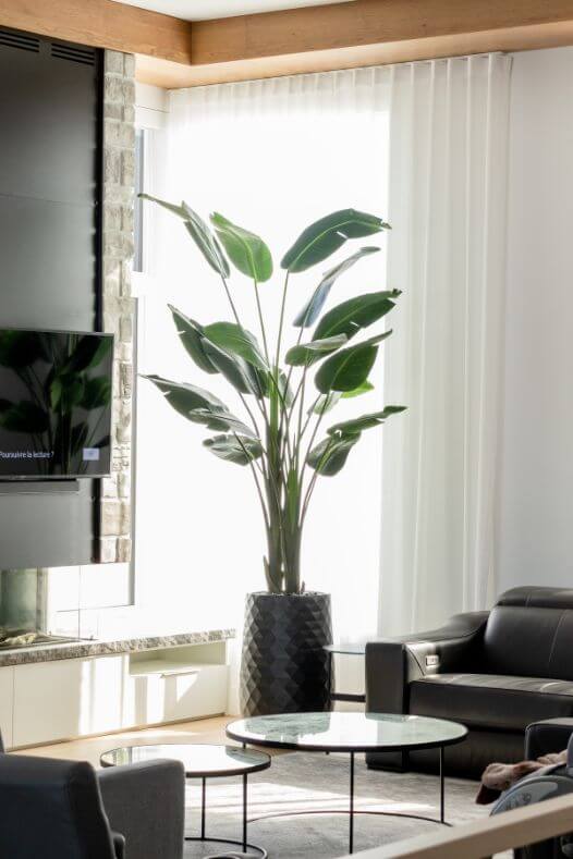 Oiseau du paradis géant dans un salon - Décors Véronneau