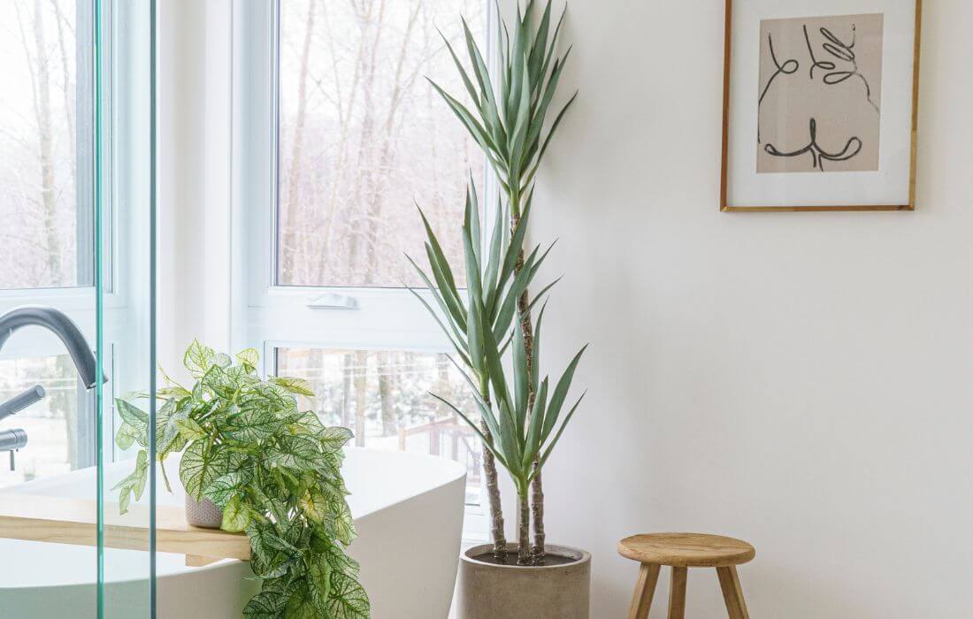 Yucca artificiel près d'un bain - Décors Véronneau
