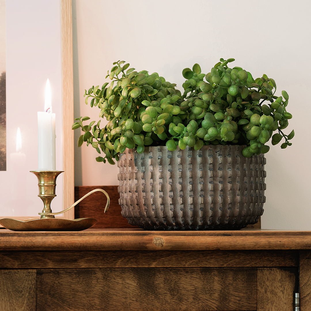 Petite plantes de jade dans un pot de béton texturé - Décors Véronneau