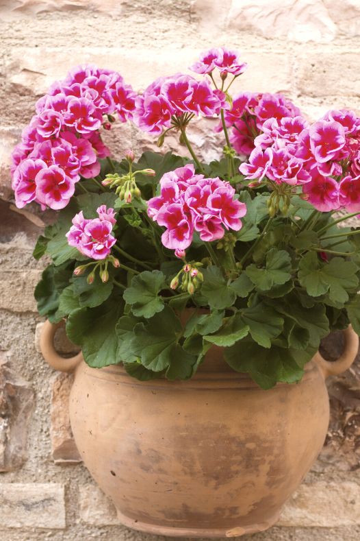 Géranium rose en pot de terre cuite - Décors Véronneau
