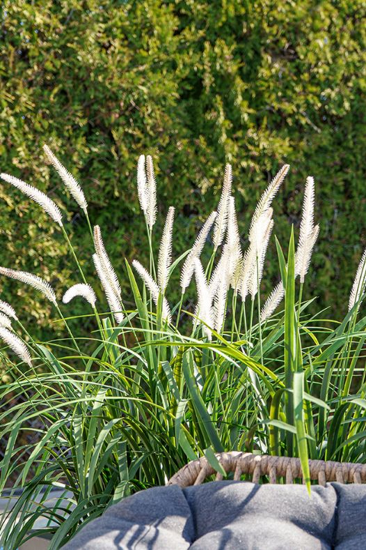 Herbes extérieures artificielles - Décors Véronneau