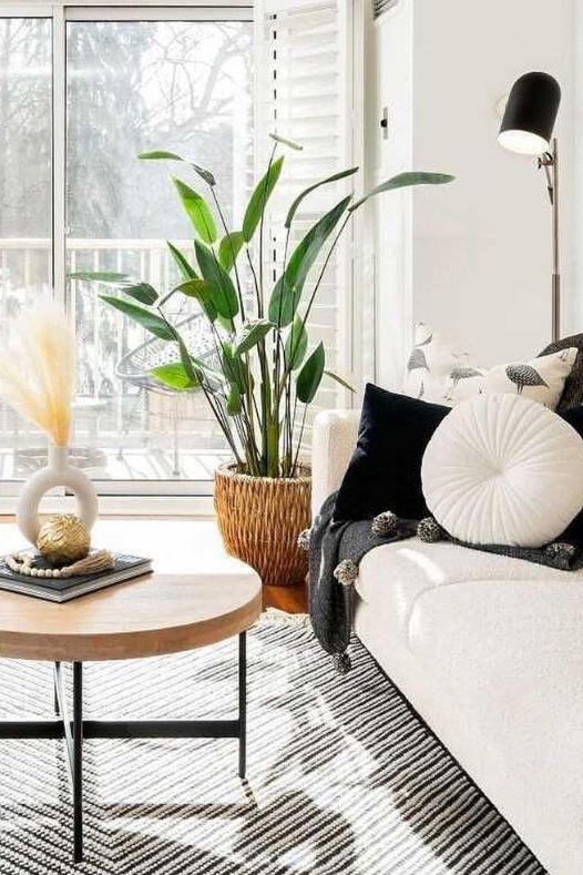 Plante verte tropicale canna près d'un canapé - Décors Véronneau