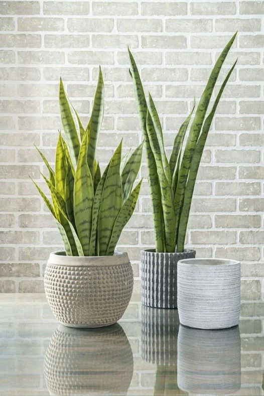 Where To Buy The Best Faux Plants In Toronto ? - Dcors Vronneau