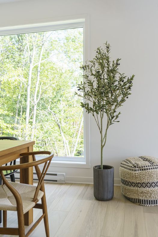 Arbre olivier en pot dans une salle à manger - Décors Véronneau