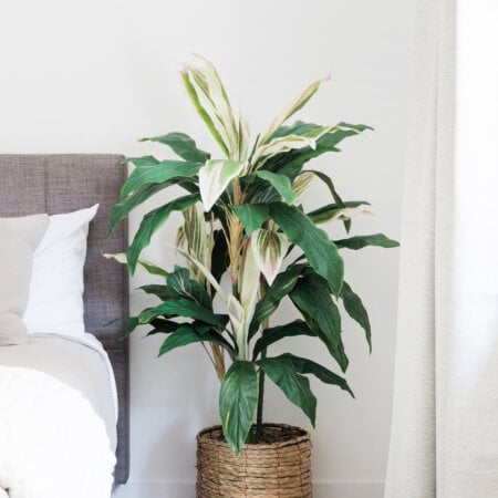 Plante cordyline verte et crème, 55