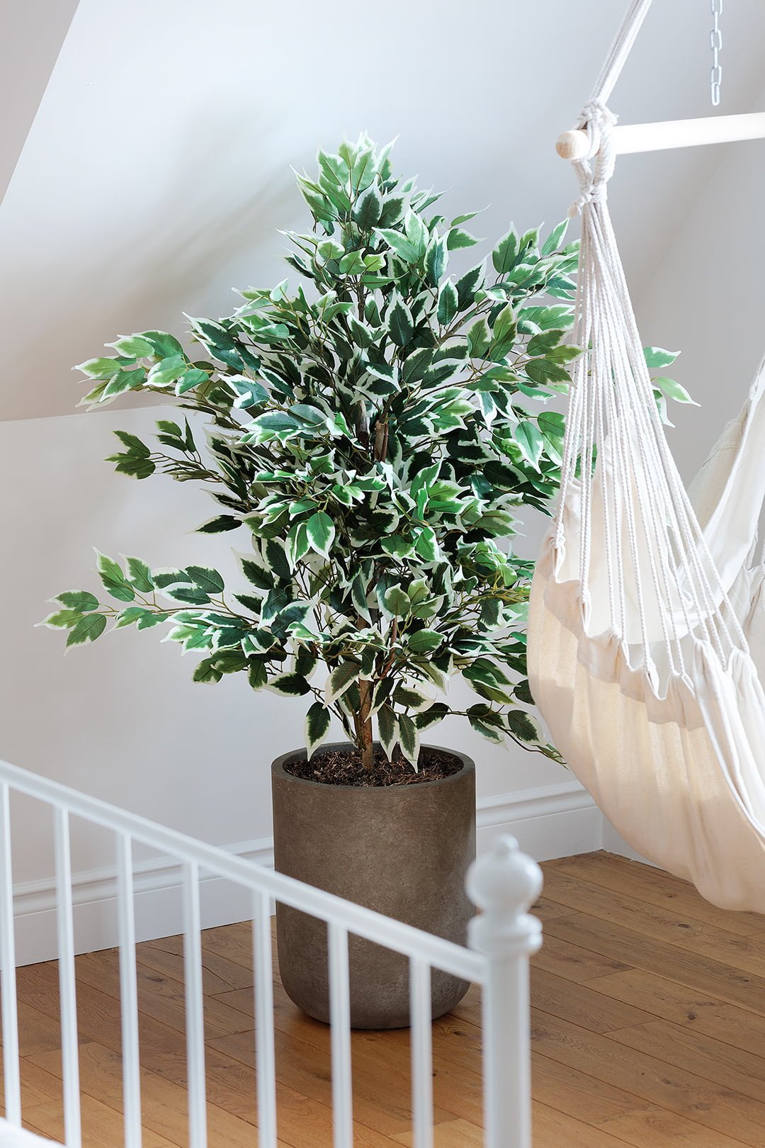 Ficus panaché - Décors Véronneau