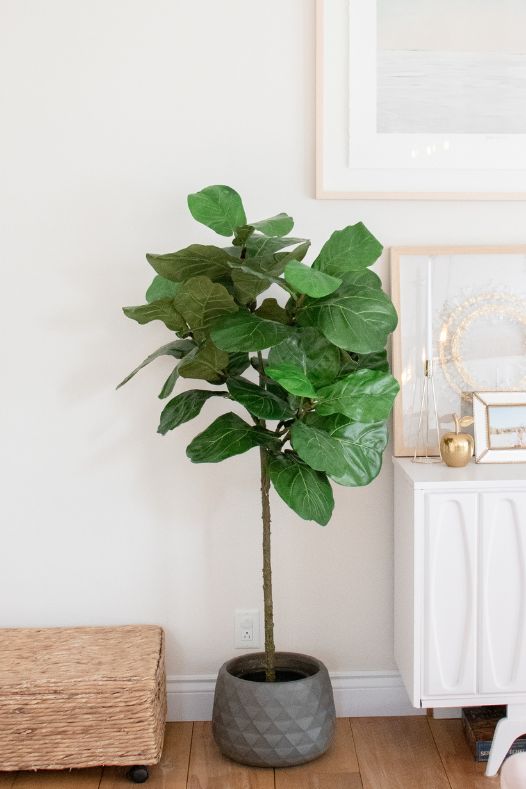 Ficus lyrata en pot dans un décor blanc - Décors Véronneau