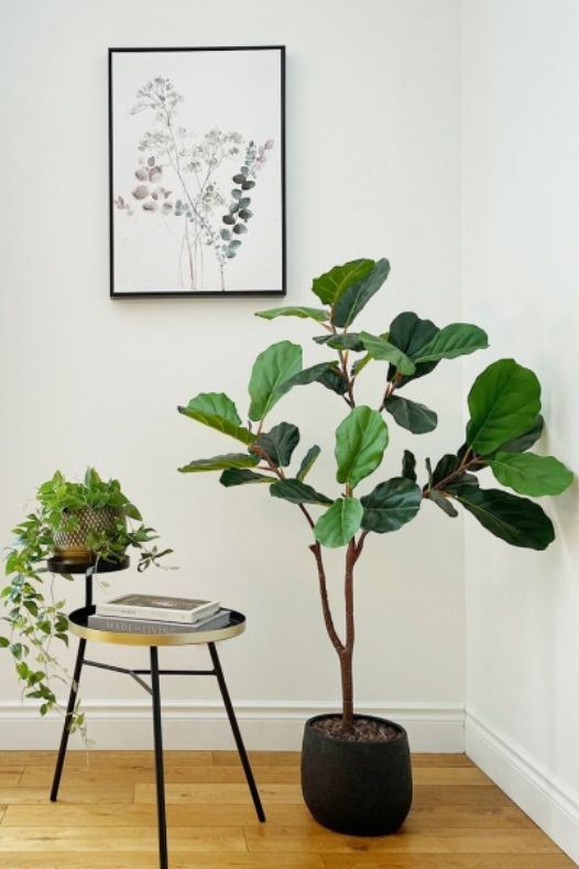 Ficus lyrata bambino - Décors Véronneau