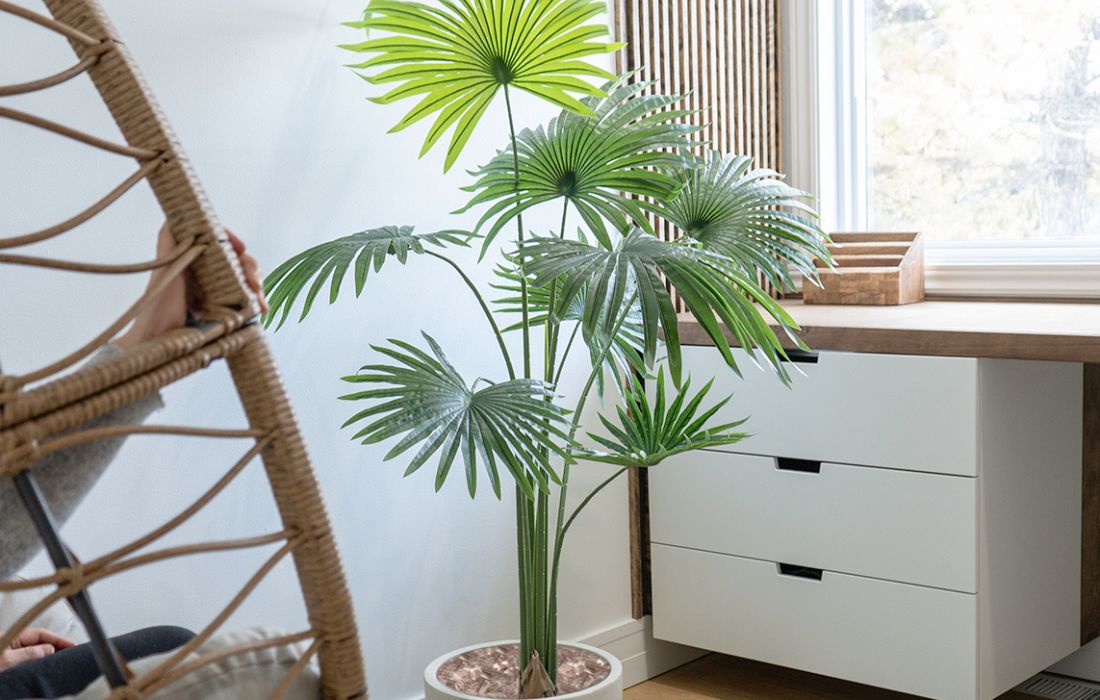 Plante de bureau - Décors Véronneau