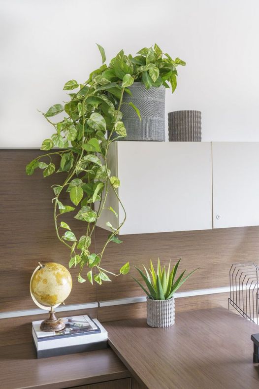 Pothos plante de bureau - Décors Véronneau